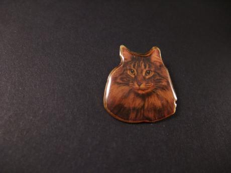 Maine Coon langharig populair kattenras